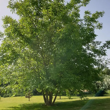 Im Gruenen I Apartamento